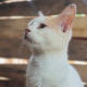 Nadia Cats Shelter