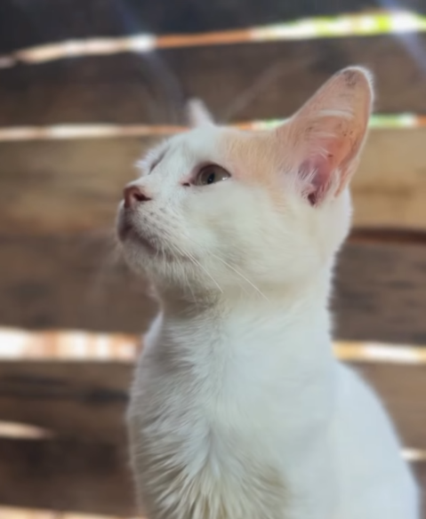 Nadia Cats Shelter
