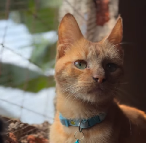 Nadia Cats Shelter