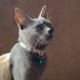 Nadia Cats Shelter