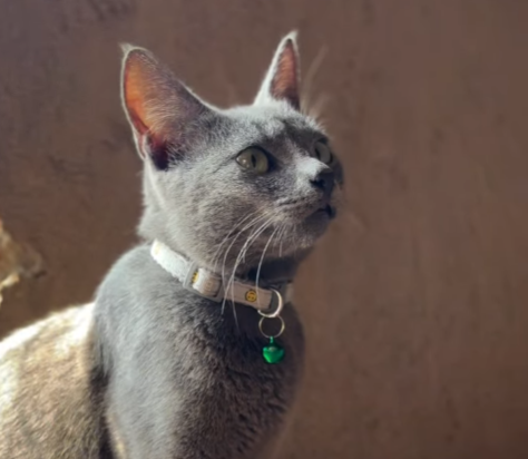 Nadia Cats Shelter
