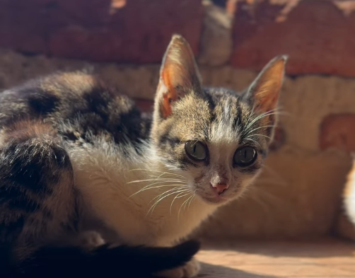 Nadia Cats Shelter